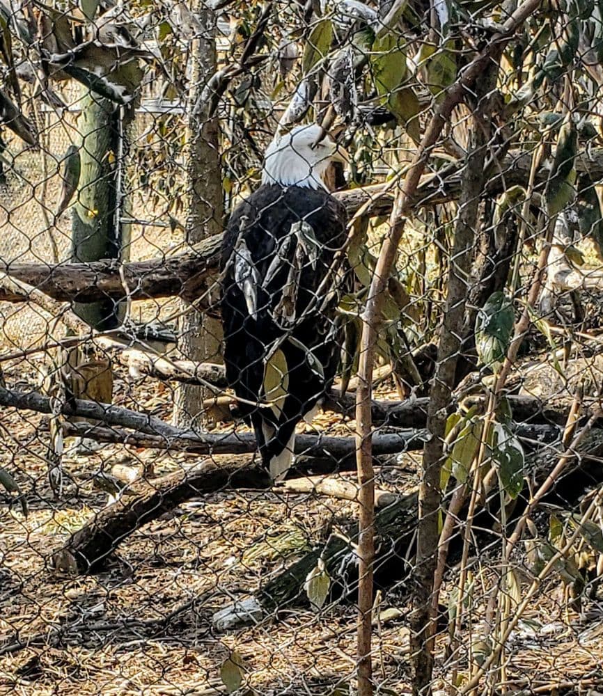 Indianapolis Zoo - wedding in Indianapolis, IN